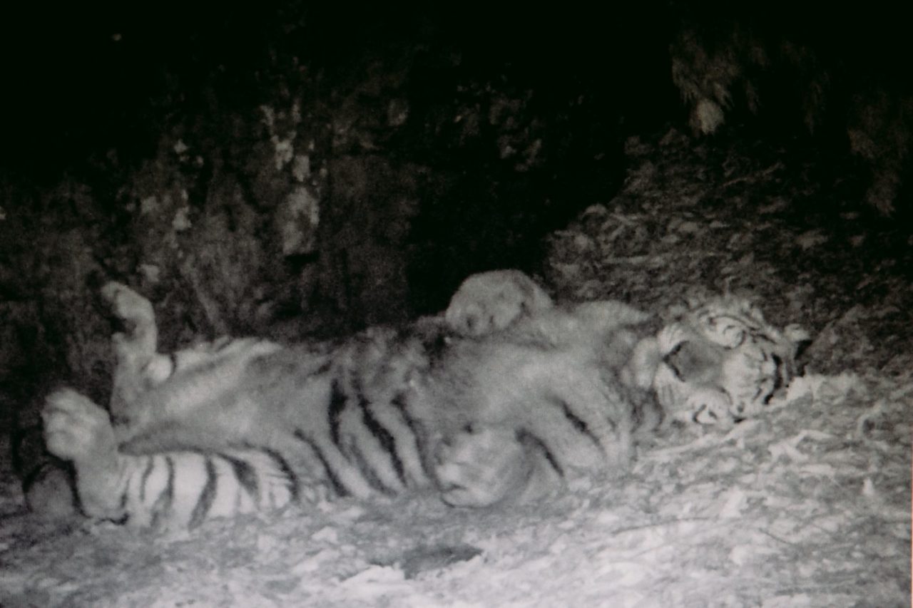 Фотография экрана. Изображение получено фотоловушкой, принадлежащей Александру Баталову