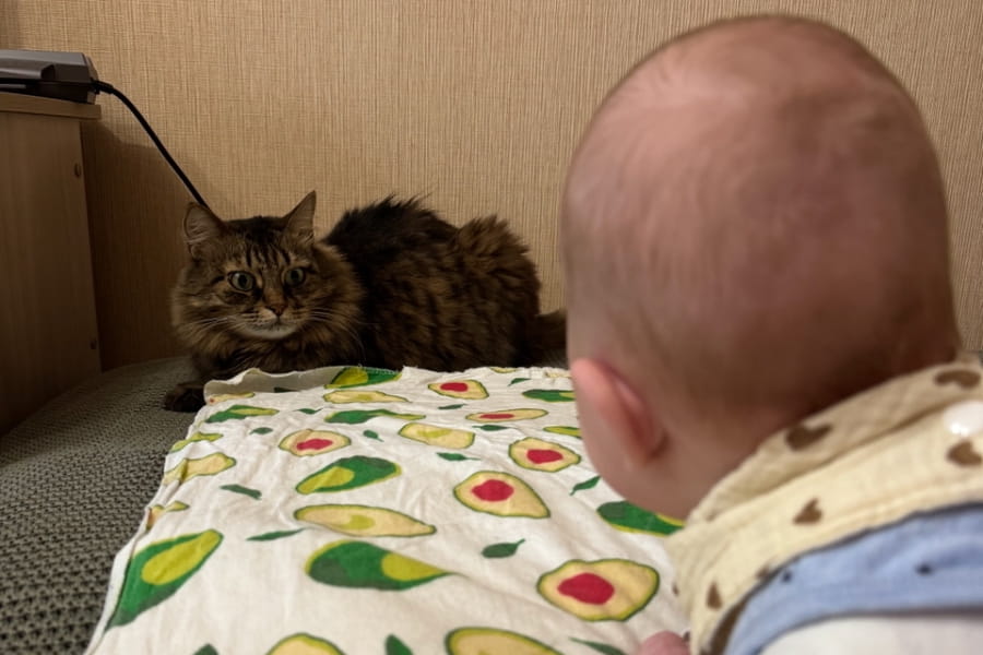 кот и ребенок
